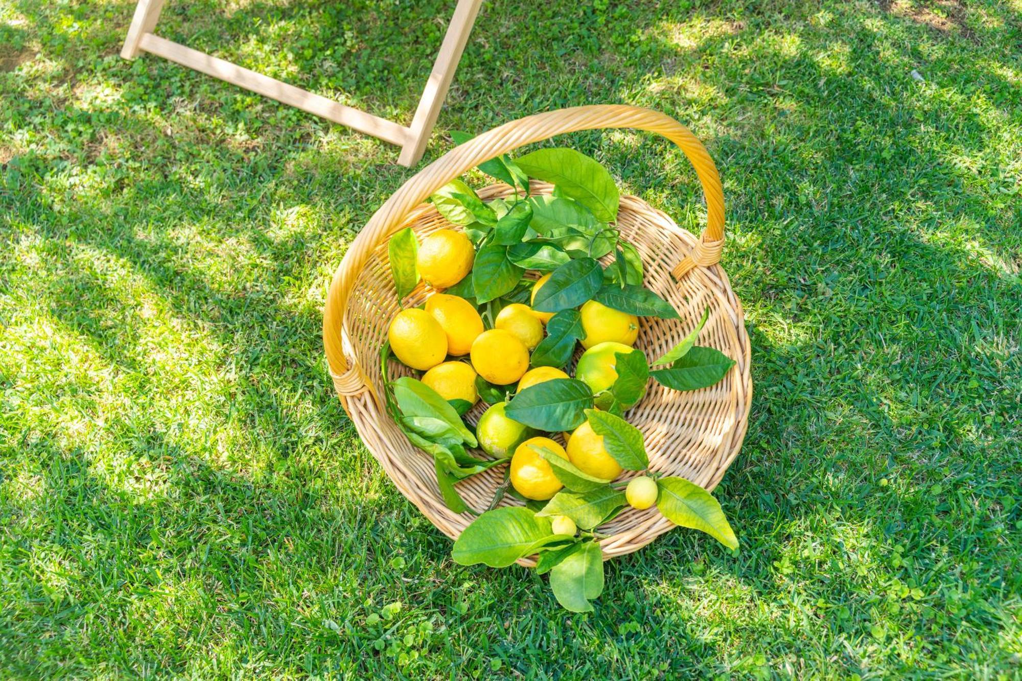 Villa Lemon Garden - Apartment In Dubrovnik Млини Экстерьер фото